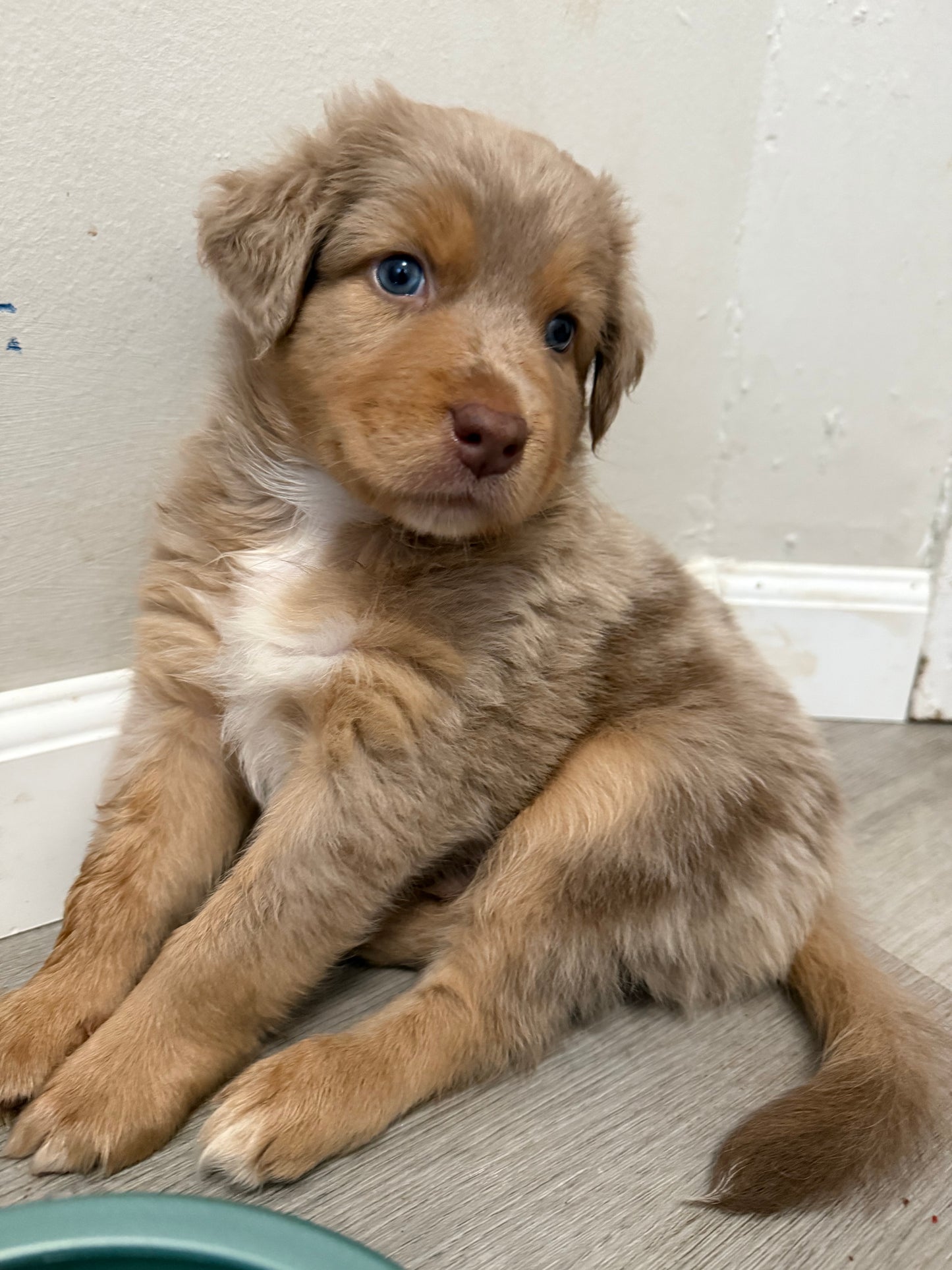 Nala's Puppies