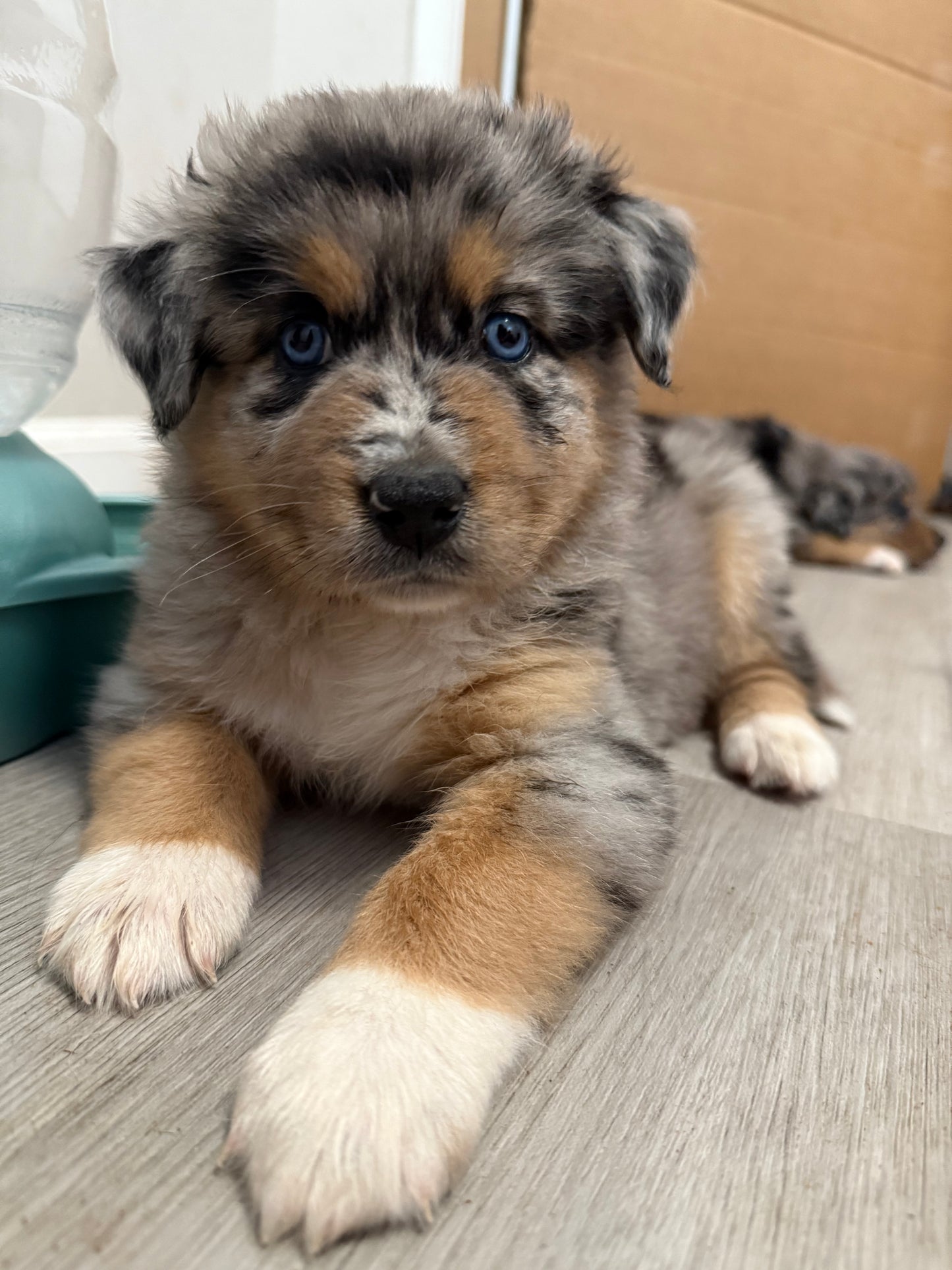 Nala's Puppies
