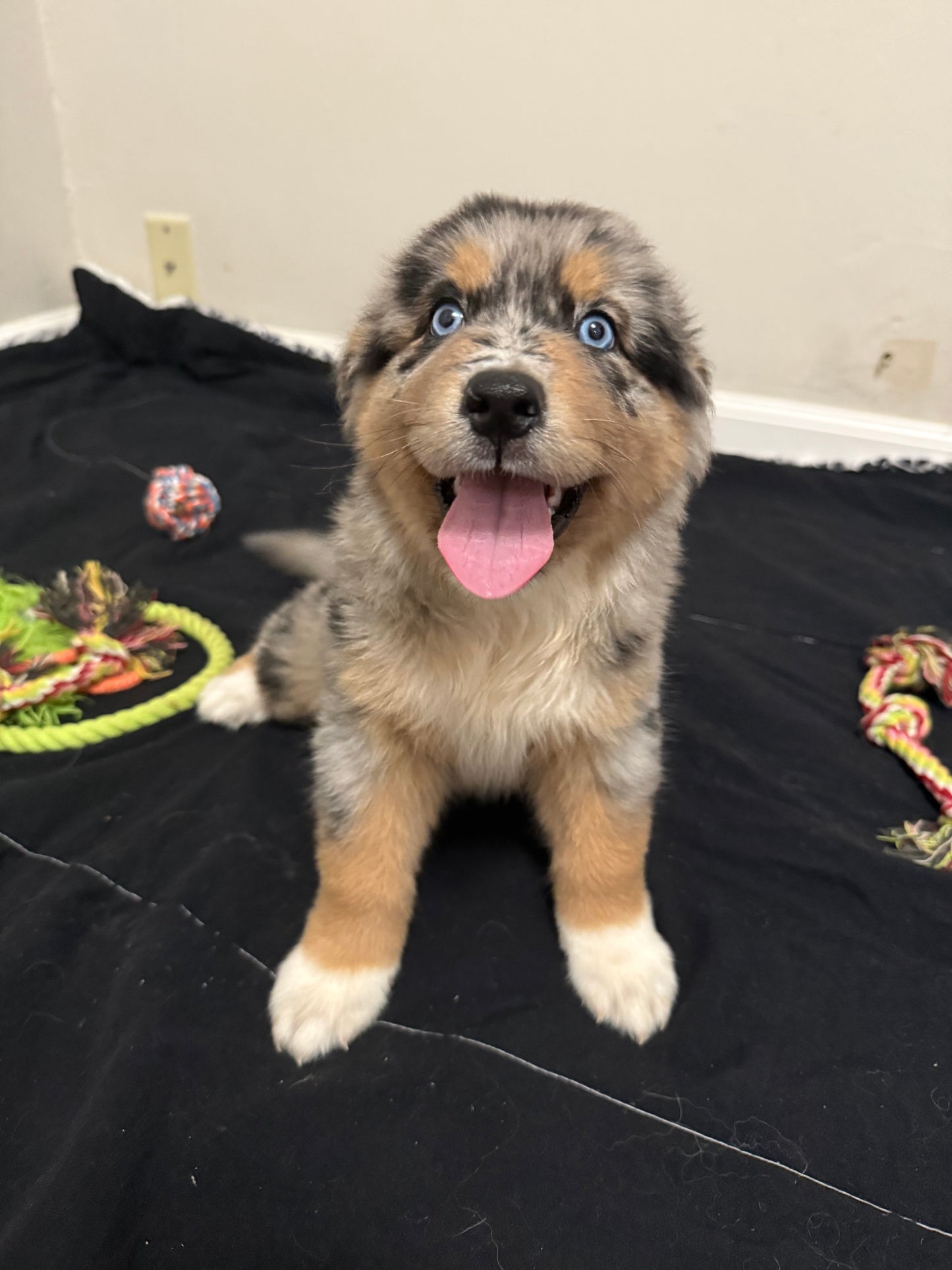 Nala's Puppies