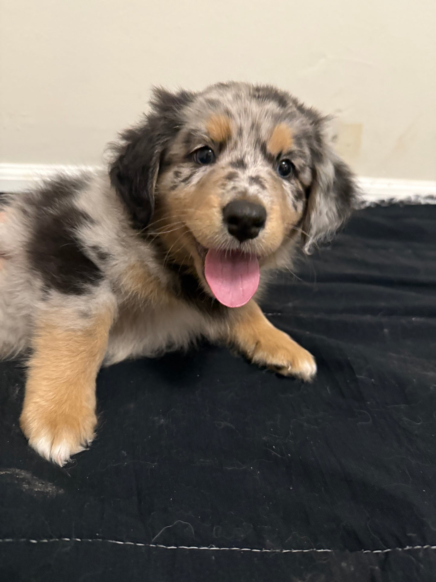Nala's Puppies