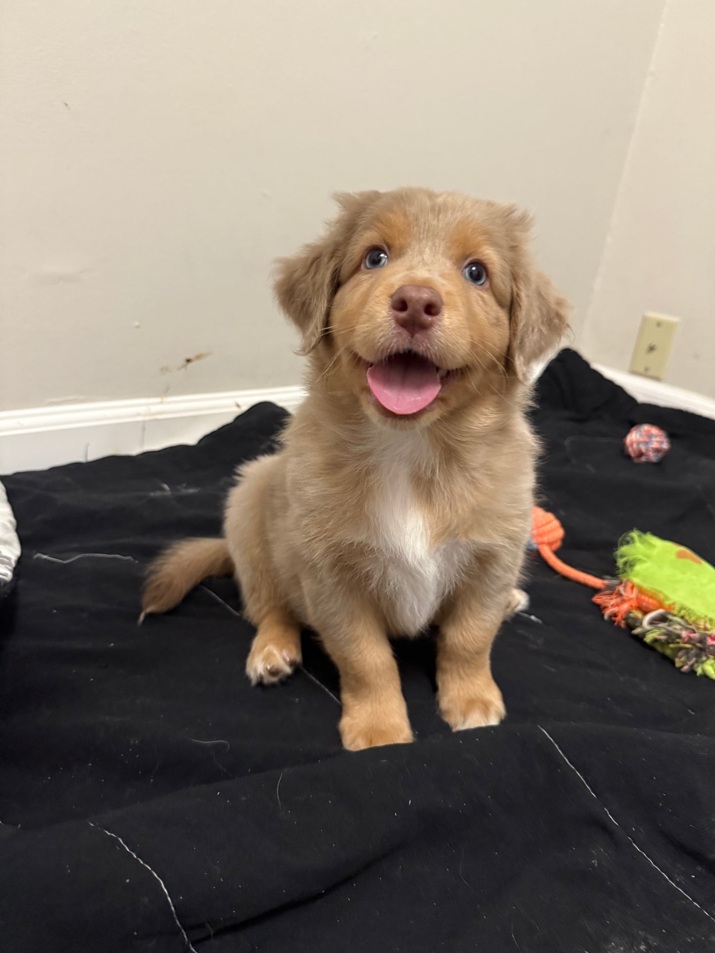 Nala's Puppies