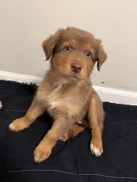 Nala's Puppies