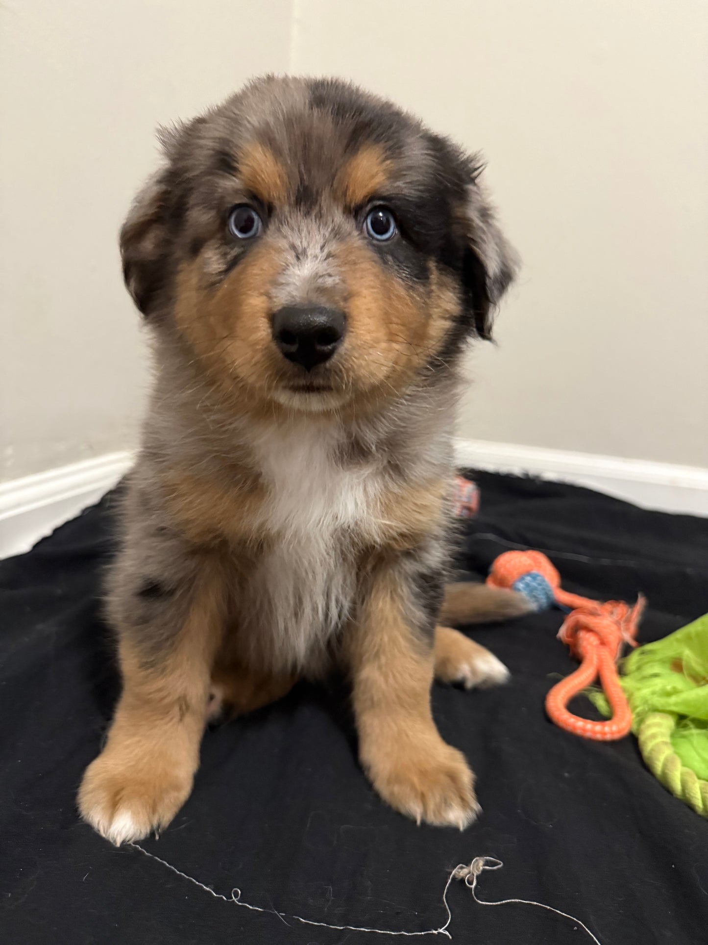 Nala's Puppies