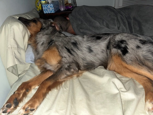 Blue Merle Aussie