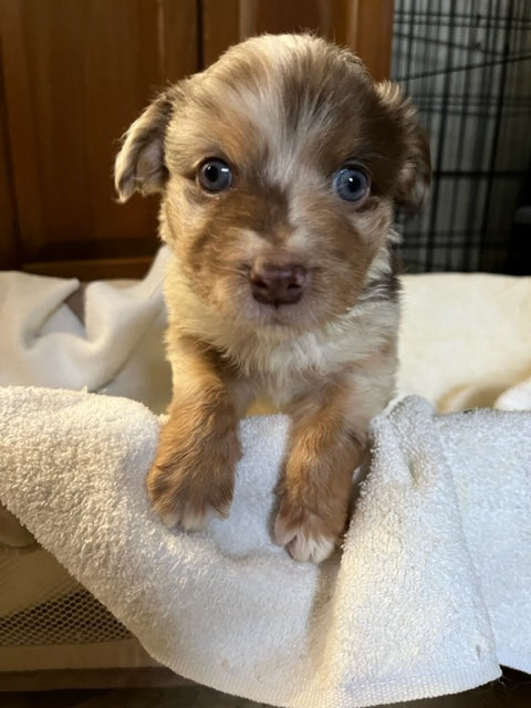 Cali's Puppies