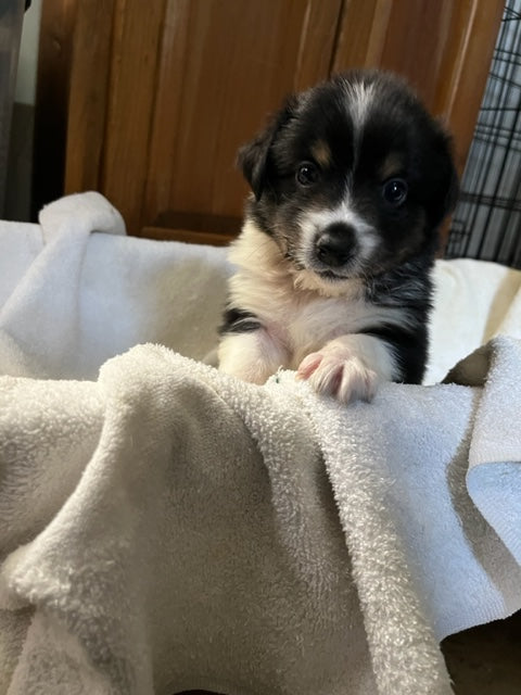 Cali's Puppies