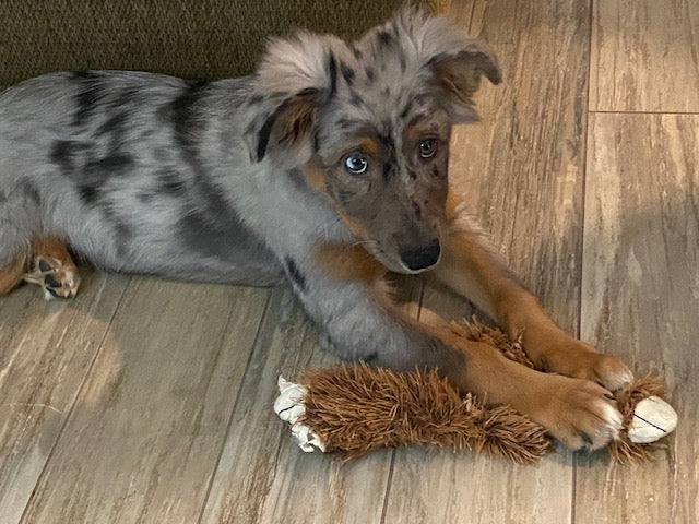 Blue Merle Aussie Puppy