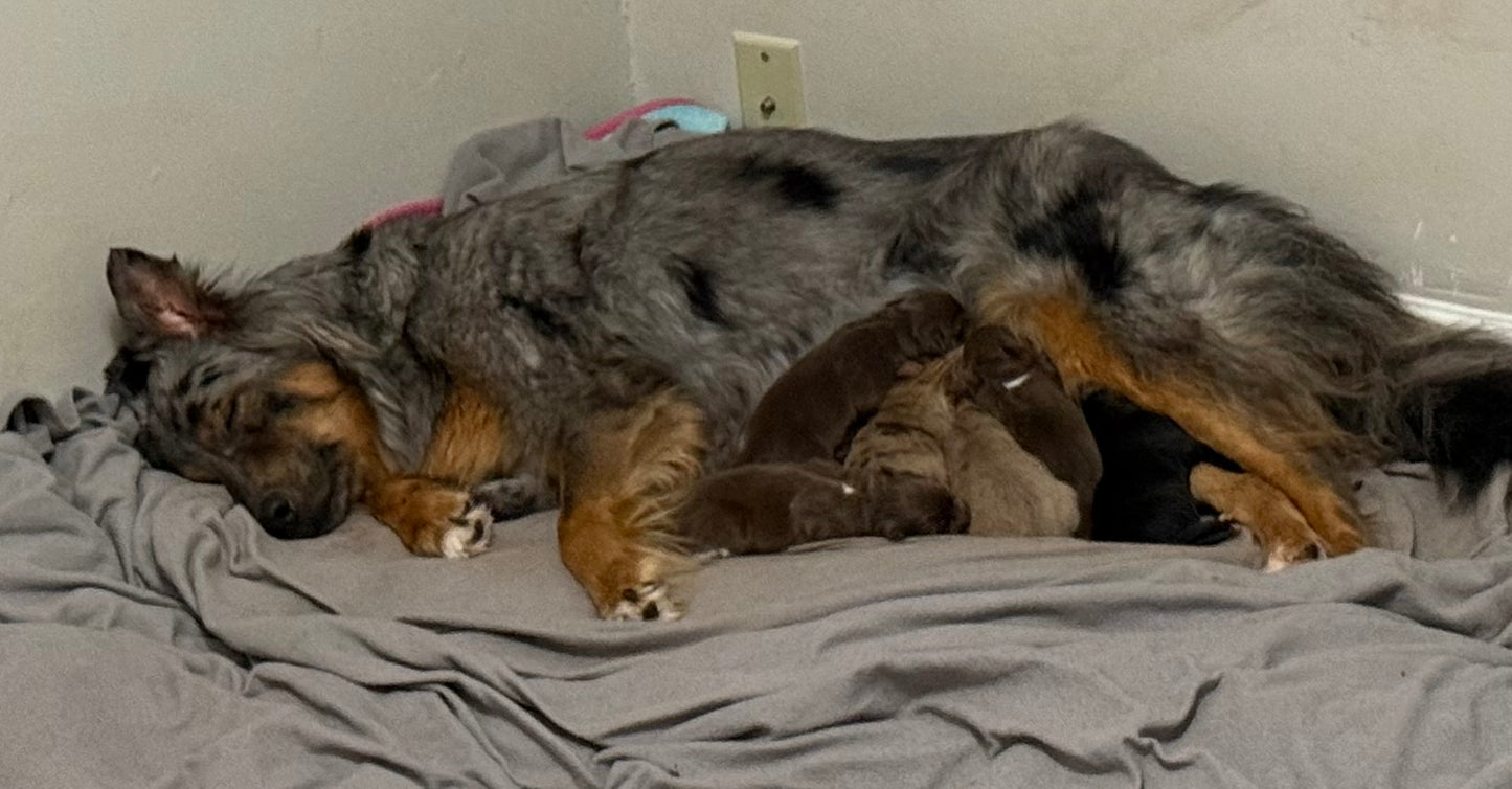 Mia's Puppies