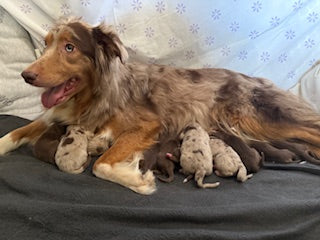 Rosie's Puppies