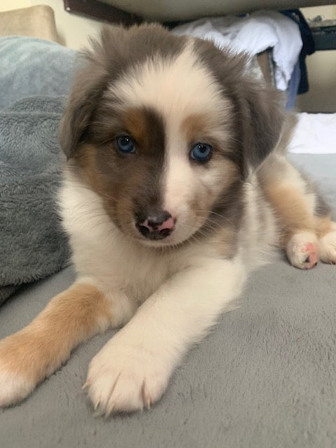 Merle Blue Eyed Aussie Puppy
