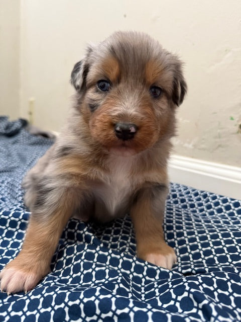 Mia's Puppies
