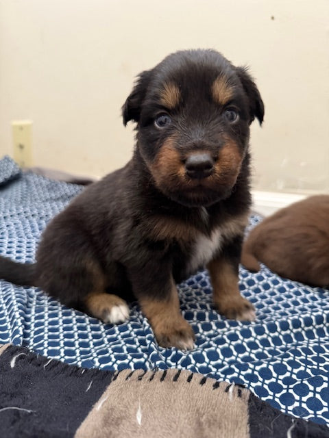Mia's Puppies