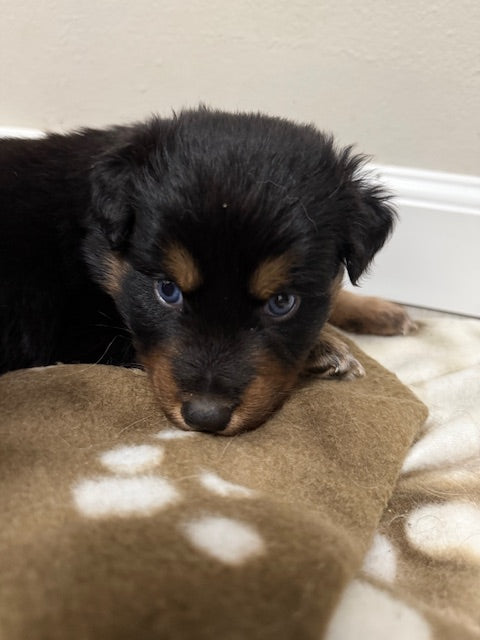 Mia's Puppies