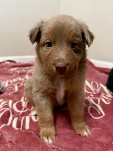 Mia's Puppies