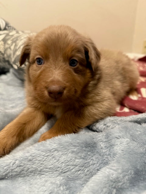 Mia's Puppies
