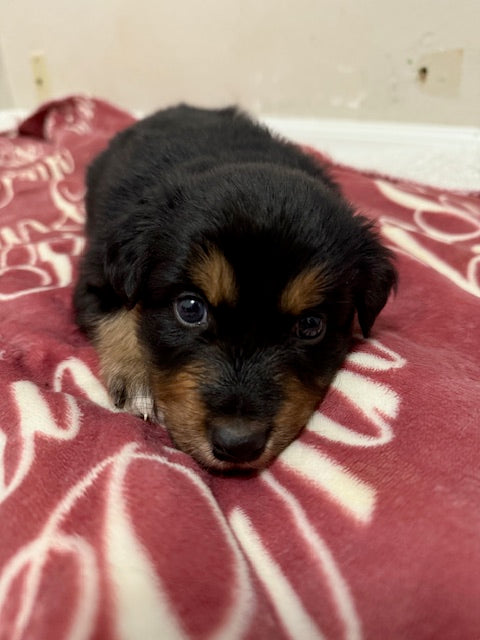 Mia's Puppies