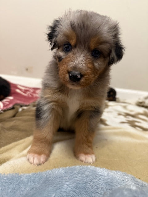 Mia's Puppies