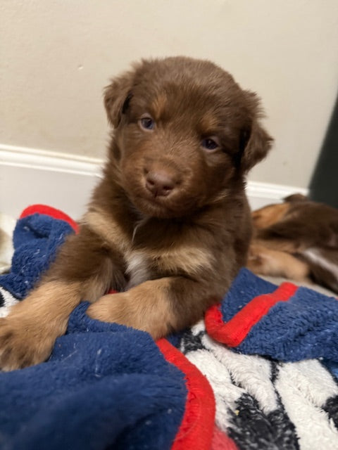 Mia's Puppies