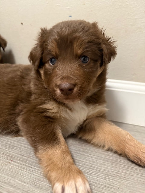 Mia's Puppies