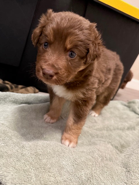 Mia's Puppies