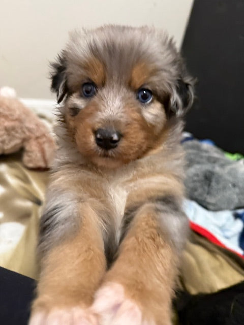 Mia's Puppies