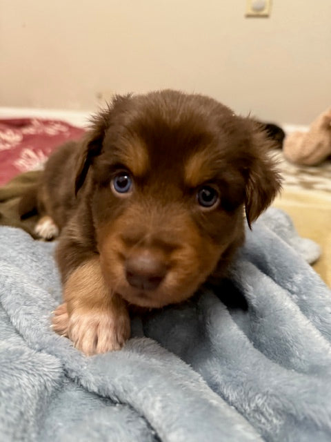 Mia's Puppies
