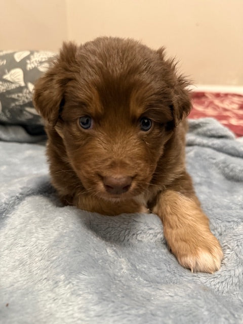 Mia's Puppies