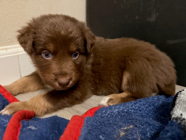 Mia's Puppies