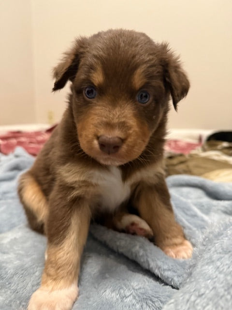 Mia's Puppies