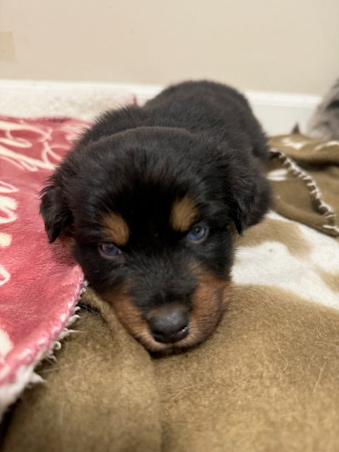 Mia's Puppies