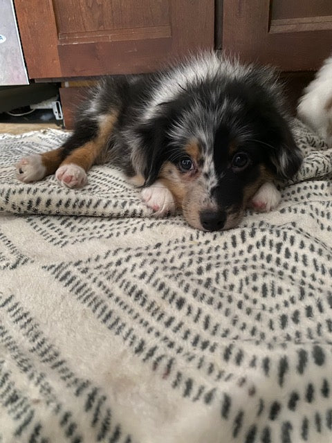 Cali's Puppies