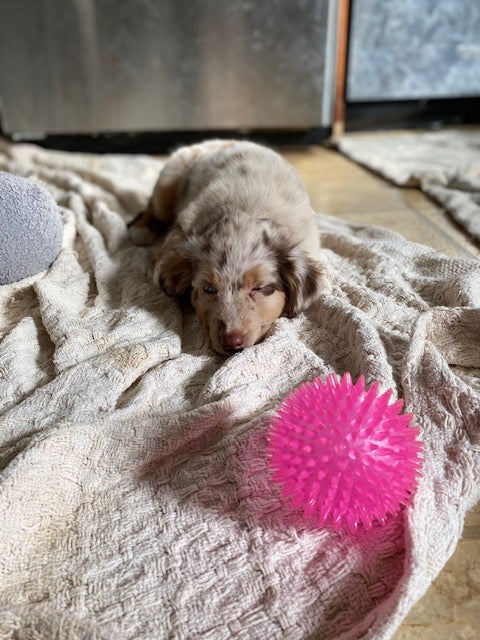 Cali's Puppies